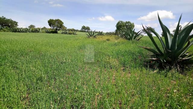 Terreno en Venta en Colonia Santo Tomas, Municipio de Zempoala, Hidalgo.