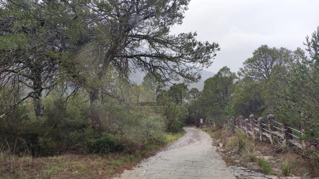 Terreno campestre en venta en Los Lirios Sierra de Arteaga Coahuila Cabañas