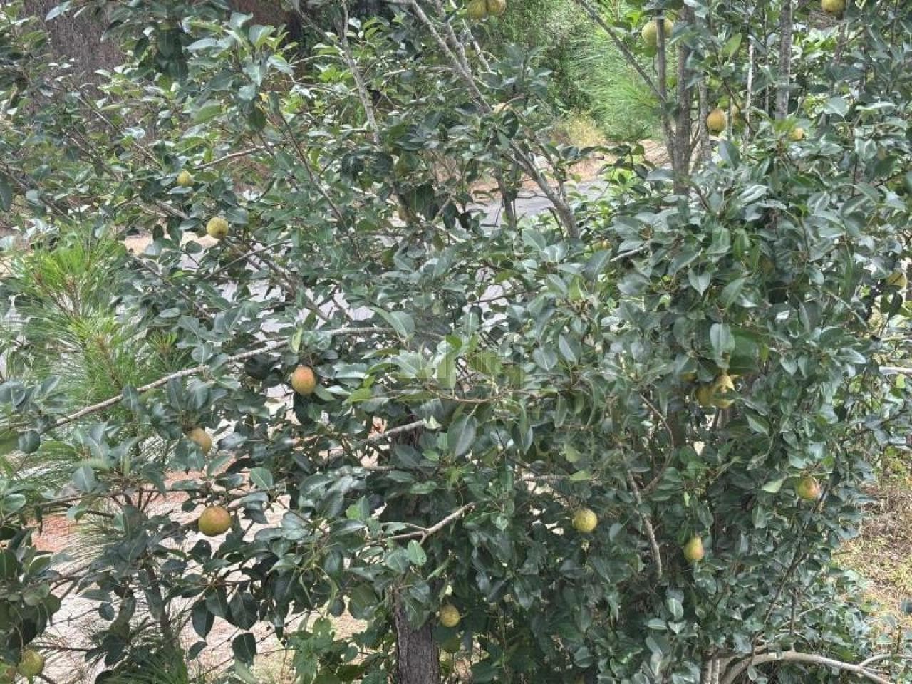 Fotos adicionales