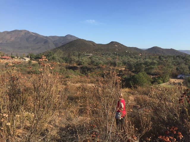 19 Hectareas En Ojos Negros