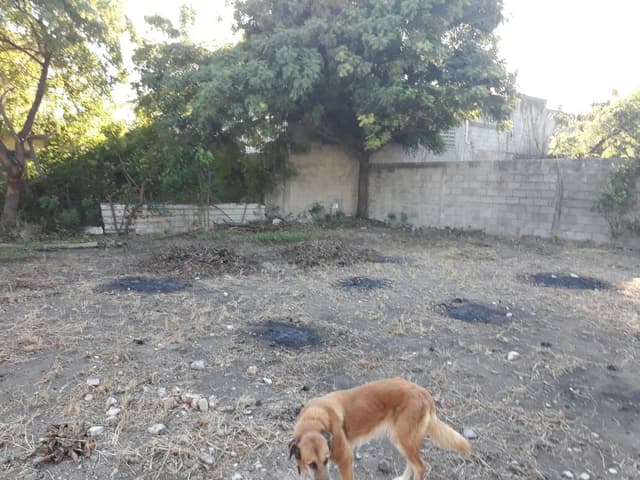 Terreno en Renta, Col. Altamira Centro, Altamira