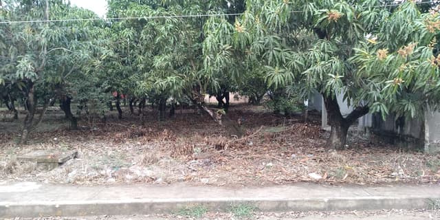 Terreo en venta, Ébano, SLP,