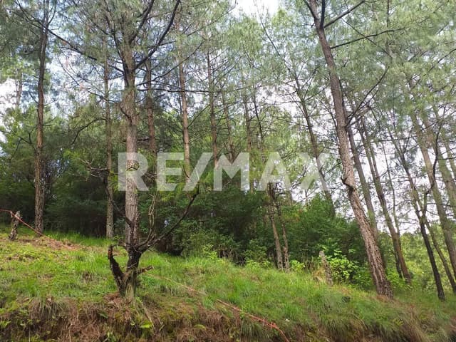 AMPLIO TERRENO EN VENTA, BOSCOSO Y CON SALIDA A PERIFERICO OTE.