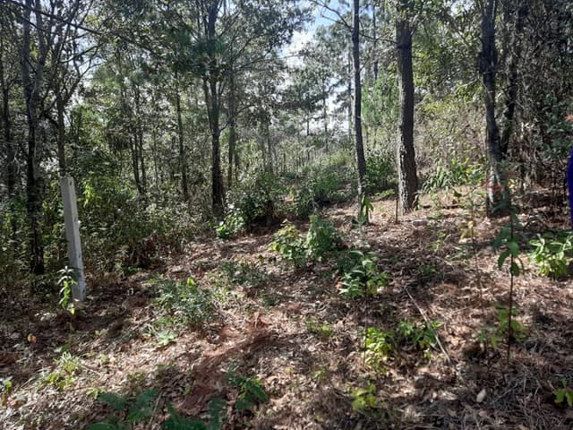 Terreno en zona boscosa
