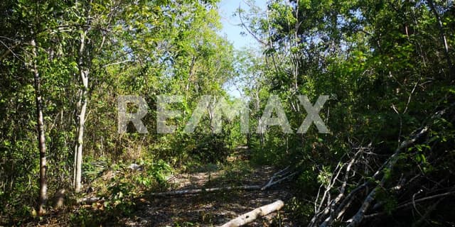 EN VENTA TERRENO EN LA CARRETERA TULUM COBA