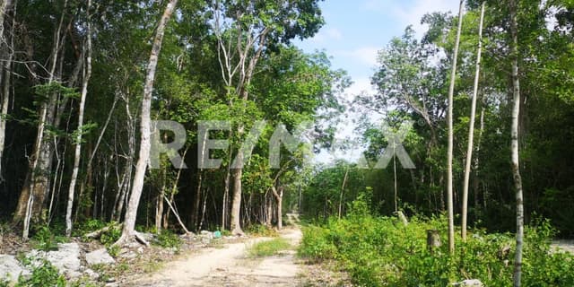 EN VENTA TERRENO EN FRANCISCO Uh May TULUM