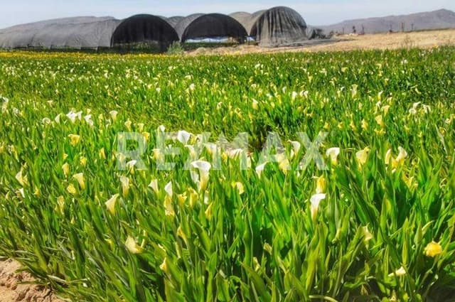 Lote Calla Lily 1075 La Huerta - MLS# 23-961