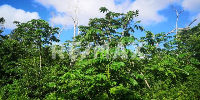 TERRENO TITULADO EN VENTA, CAMINO BLANCO, FRANCISCO UH MAY, TULUM.