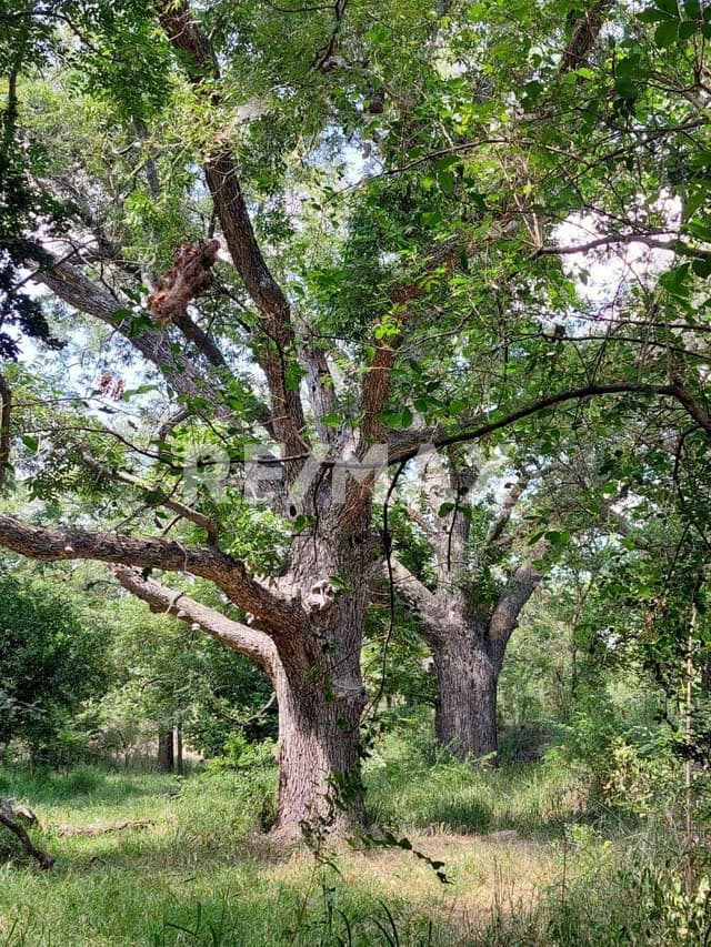 Terreno El Carmen Nuevo Leon con huerta de Nogales 