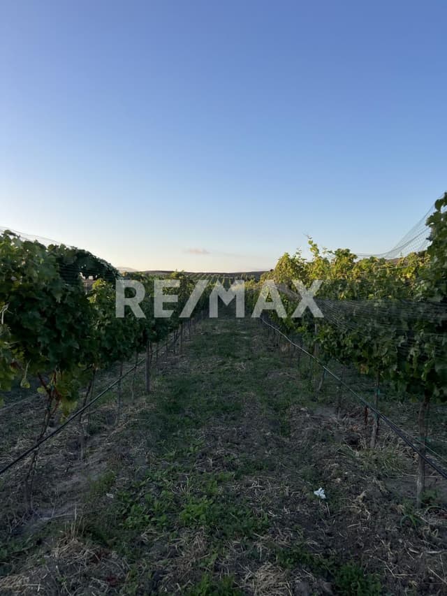 TERRENO PLANO EN VENTA EN NATAL, VALLE DE GUADALUPE, B.C.