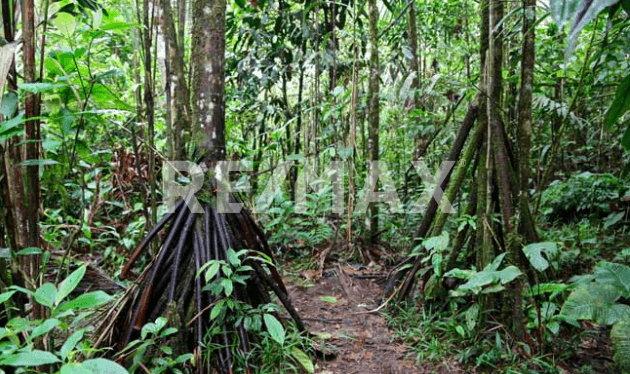 Oportunidad hectárea en Francisco Uh May  