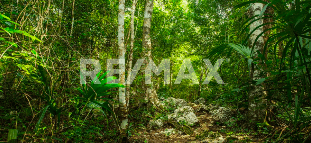 Oportunidad hectárea en Francisco Uh May  