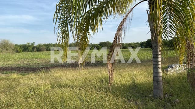 Venta terreno 10,000m2 en La Morita, Montemorelos Nuevo León, México. 