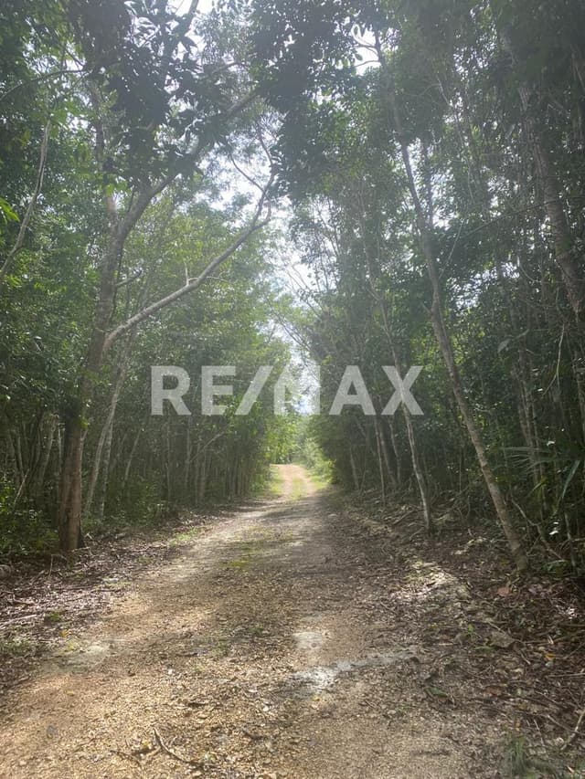 TERRENO EN VENTA CARRETERA TULUM COBA