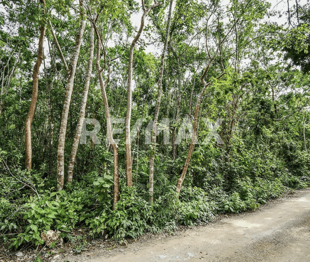 Terreno en la selva  Akumal- con cenote 