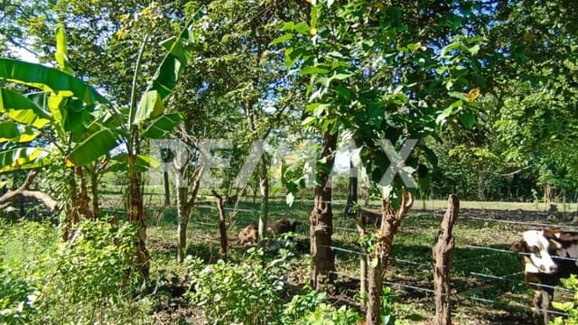 TERRENO EN VENTA ANACLETO CANABAL 3RA SECCIÓN