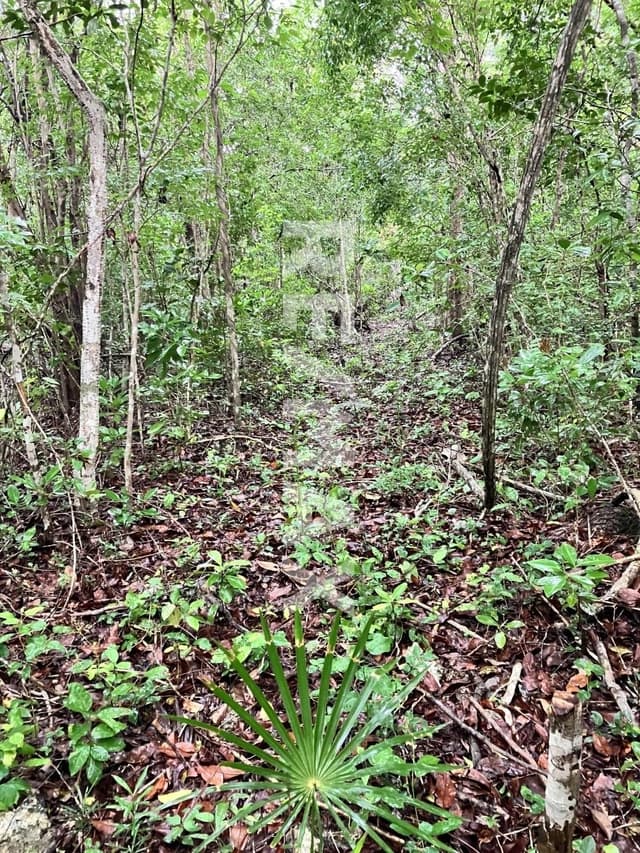 Terrenos en Venta Region 8 Tulum
