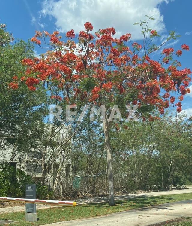 Venta terreno Privada Licata, Cabo Norte en Mérida, Yucatán