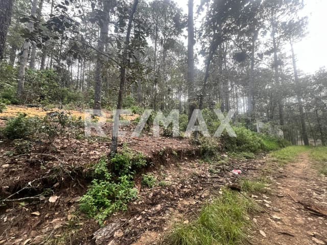 Terreno el Alcanfores 