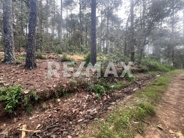 Terreno el Alcanfores