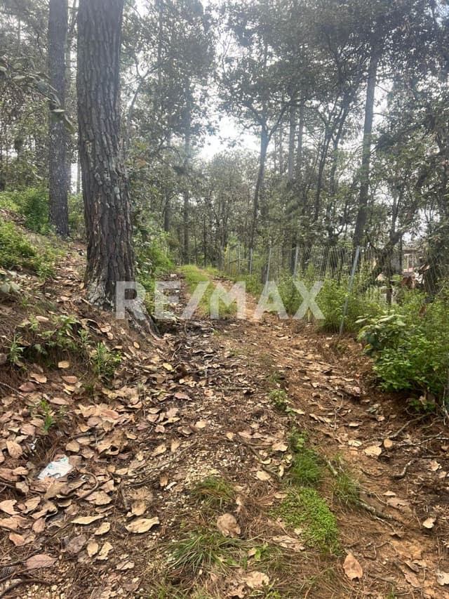 Terreno el Alcanfores 