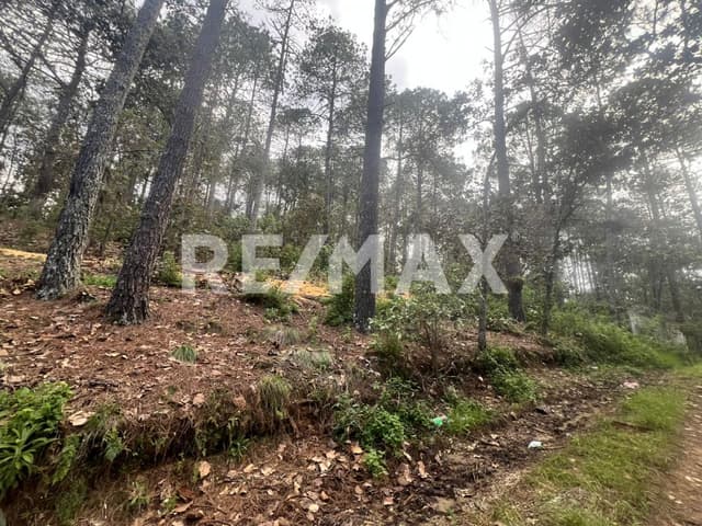 Terreno el Alcanfores 