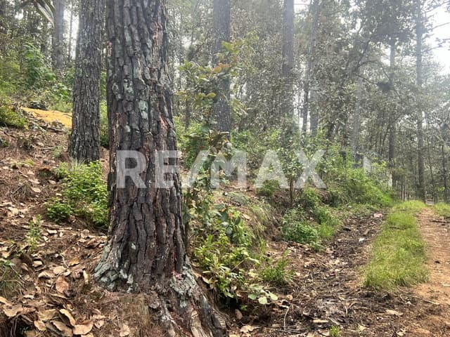 Terreno el Alcanfores 