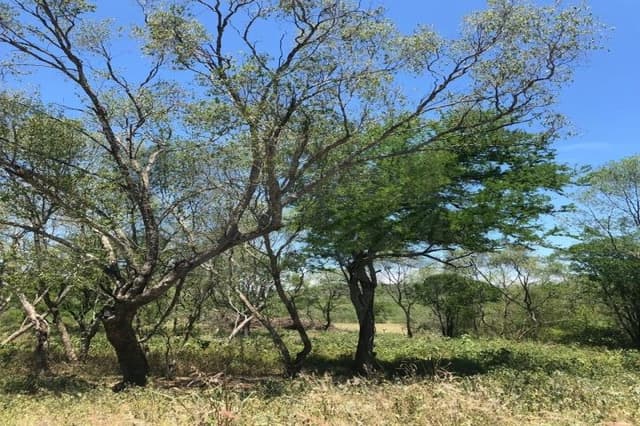 Terrenos en Venta en Congregación Calles