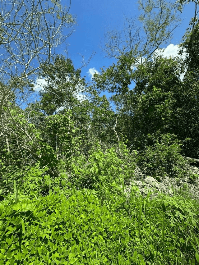 Terreno Residencial en Gran Pakal Norte