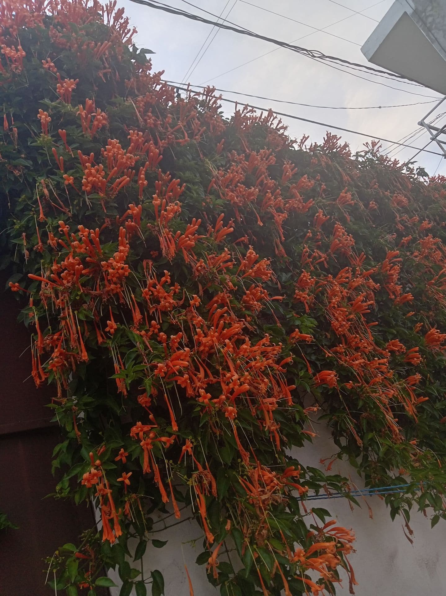 Fotos adicionales