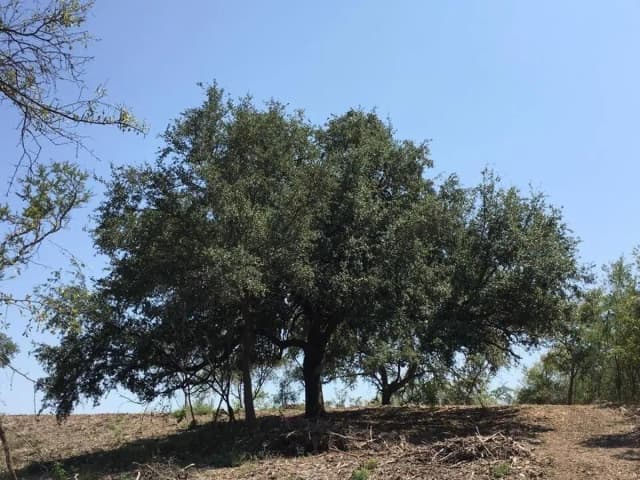 Terreno en Venta en El Barrial, Santiago, Nuevo León