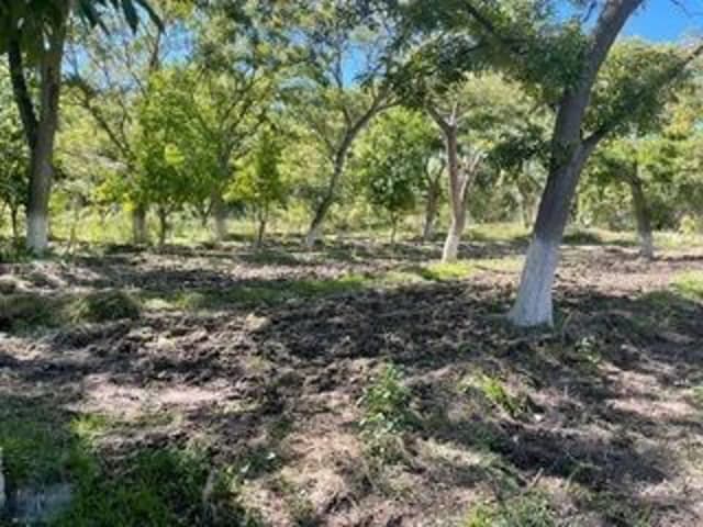 Terreno en Venta en Parras, Parras, Coahuila de Zaragoza