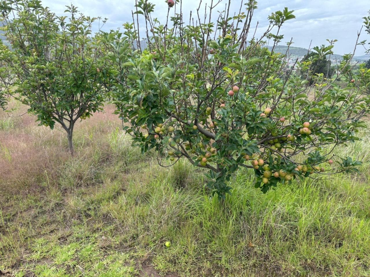 Fotos adicionales