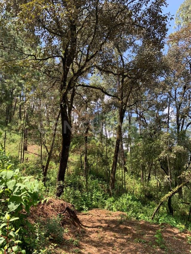 TERRENO CON BOSQUE EN AVÁNDARO, VALLE DE BRAVO
