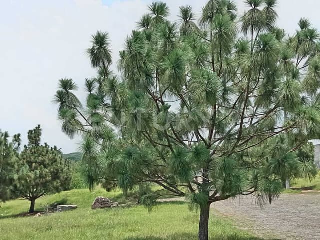 Terrenos habitacionales en venta en Fraccionamiento San Rafael Cuauhtémoc Colima