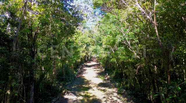 TERRENO SOBRE LA AVENIDA PRINCIPAL DE 1 HECTAREA EN ALDEA CORAL EN CHEMUYIL