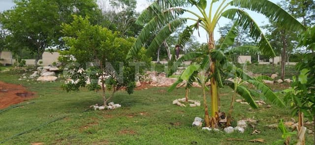 Terreno de 1.5 HAS con construcción en Dzununcan cerca de Periferico de Mérida.