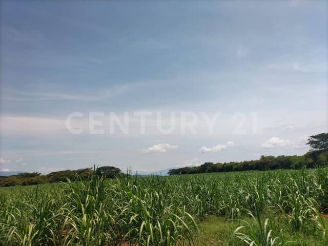 Se vende parcela de 25 Has. Carretera Alcaraces-Alzada s/n, Cuauhtémoc, Col.