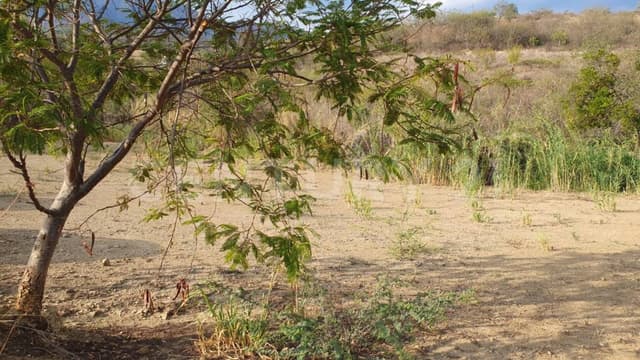 SE VENDEN 6 LOTES DE TERRENO EN HUAYAPAM OAXACA