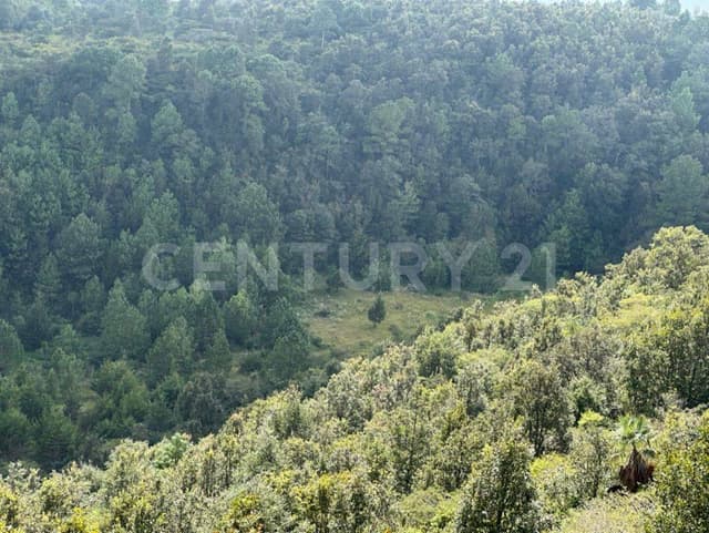 TERRENO EN VENTA, RUSTICO. RANCHERIA EL MANZANILLO, SAN CRISTOBAL DE LAS CASAS