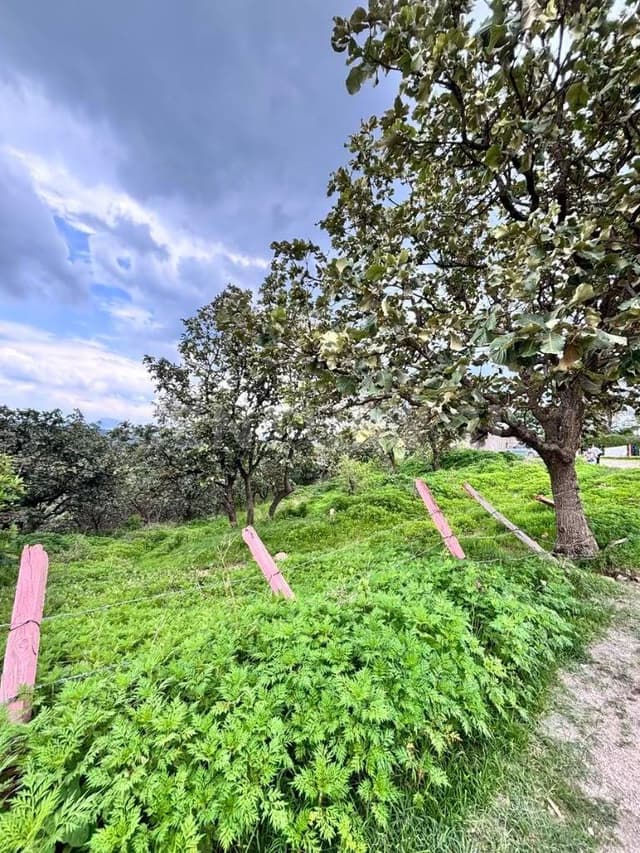 Terreno de 1 hectárea en San Esteban Zapopan