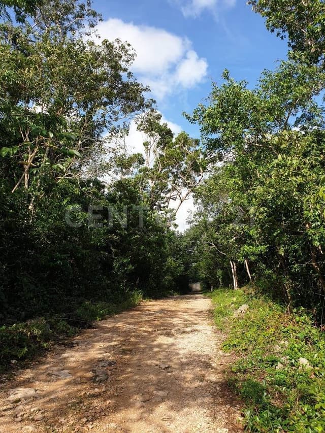 TERRENO EN VENTA EN CHEMUYIL 8.8 km de la carretera