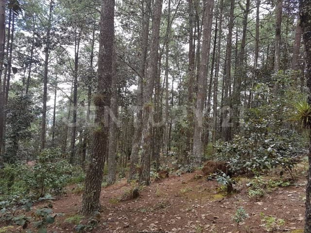 Terreno en venta en Col. Alcanfores, San Cristóbal de Las Casas