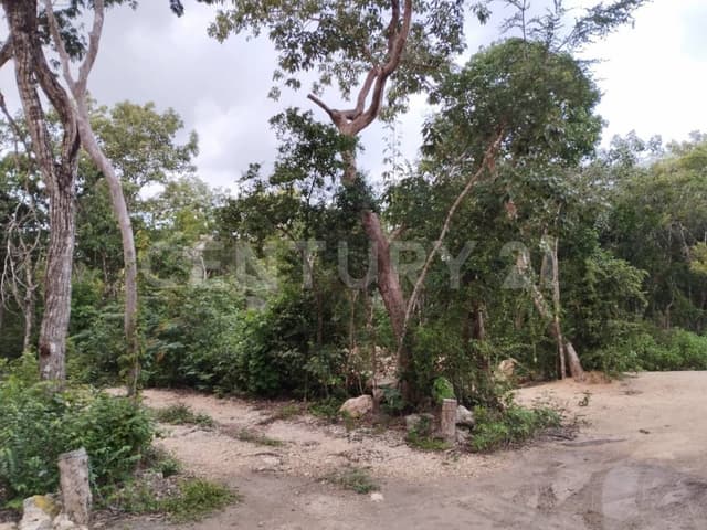 Terreno en Venta, En La Colonia San Pablo, Municipio de Tulum