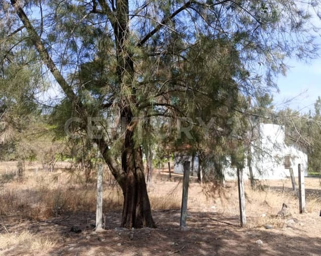 TERRENO CAMPESTRE EN LOMAS DEL PINAR