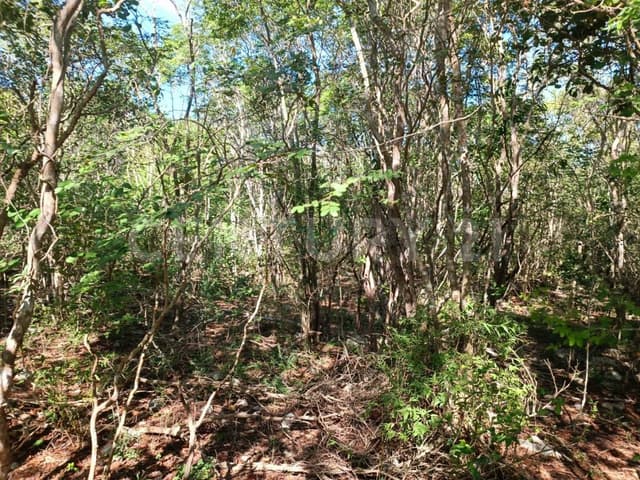 Terreno de 7 Has, en esquina, para inversión en Sierra Papacal, Mérida.