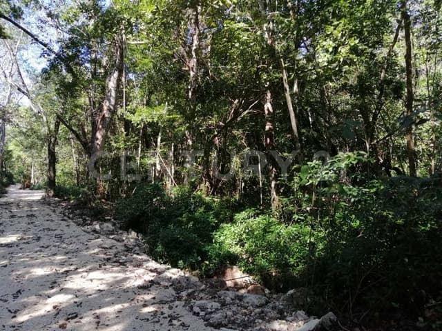 Terreno Carretera Tulum - Coba Km 10