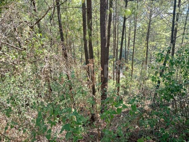 TERRENO EN VENTA SAN NICOLAS, SAN CRISTOBAL DE LAS CASAS