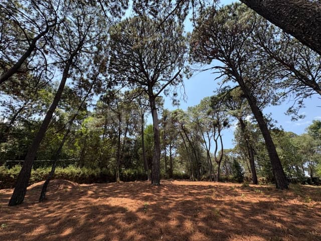 Terreno en el bosque de Avándaro
