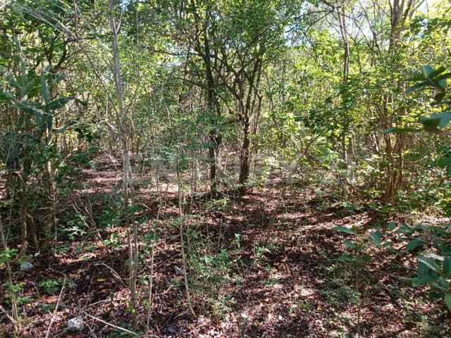 Terreno de 7 Has, en esquina, para inversión en Sierra Papacal, Mérida.